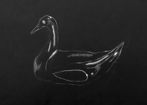 canard-sur-fond-noir